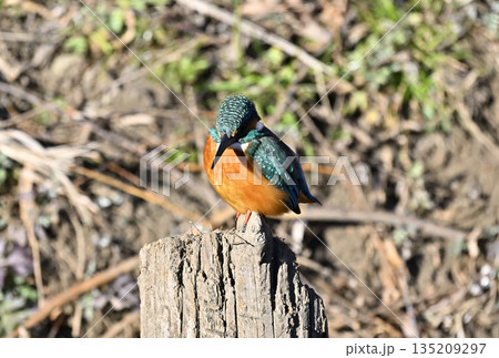 美しい色の野鳥　カワセミ（メス） 135209297