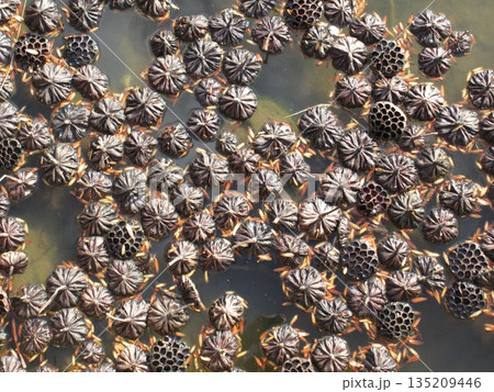 風で吹き寄せられて水面に集まった花托 135209446