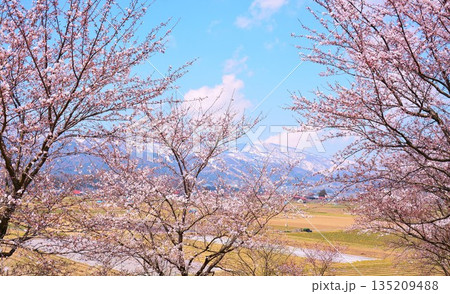 早春の長野県飯山市田園に咲く桜風景 135209488
