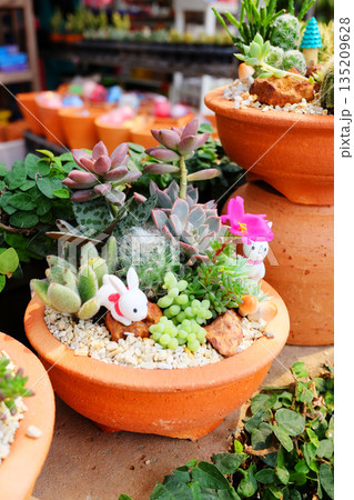 Blooming cactus and cacti and succulents with cute doll model decorated in a clay pot Blooming cactus and cacti and succulents with cute doll model decorated in a clay pot 135209628