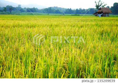 Beautiful of rice fields with valley mountain in natural sunlight with sunset or sunrise in northern of Thailand 135209639