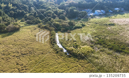 Jan 3 2026 Reed Field Luk Keng Rural Wetland Landscape Hong Jan 3 2026 Reed Field Luk Keng Rural Wetland Landscape Hong 135209735