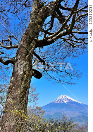愛鷹山塊の越前岳　早春の森に聳える富士山 135210255