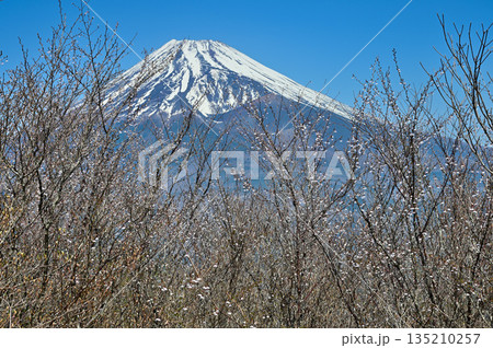 愛鷹山塊の越前岳　富士見台に咲くマメザクラに富士山 135210257