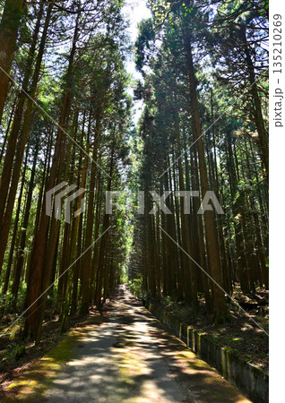 愛鷹山塊の越前岳　大沢入林道の杉林 135210269