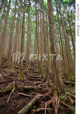 愛鷹山塊の越前岳　西尾根のヒノキ林を登る登山道 135210274