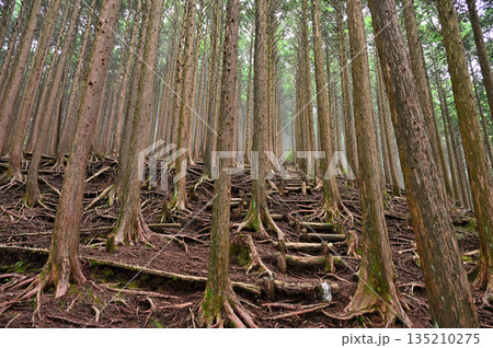 愛鷹山塊の越前岳　西尾根のヒノキ林を登る登山道 135210275