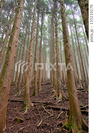 愛鷹山塊の越前岳 西尾根のヒノキ林を登る登山道 愛鷹山塊の越前岳 西尾根のヒノキ林を登る登山道 135210276