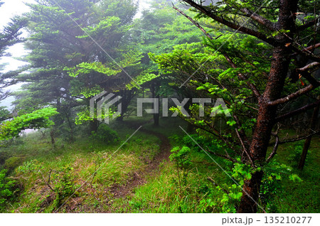 愛鷹山塊の越前岳　山霧の森　西尾根の登山道 135210277