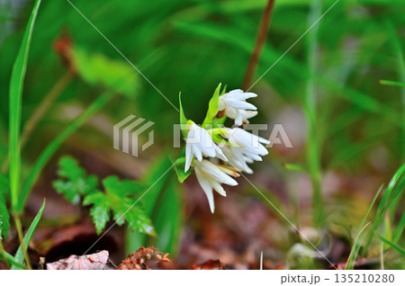 愛鷹山塊の越前岳 ラン科 オノエラン 愛鷹山塊の越前岳 ラン科 オノエラン 135210280