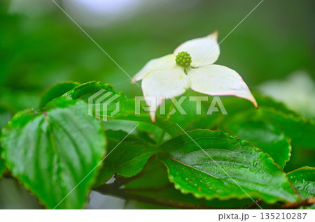 愛鷹山塊の高場所 ヤマボウシの花 愛鷹山塊の高場所 ヤマボウシの花 135210287