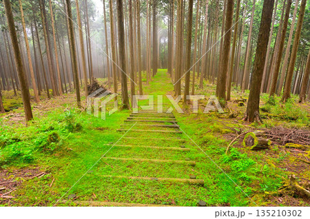 愛鷹山塊 富士ひのきの森 緑の遊歩道 愛鷹山塊 富士ひのきの森 緑の遊歩道 135210302