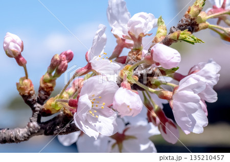 春爛漫 春爛漫 135210457