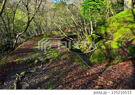 愛鷹山塊の越前岳　大沢ルート　林道の名残 135210515