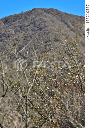 愛鷹山塊の蓬莱岳(蓬莱山) 天狗の畑展望地より望む早春の越前岳 愛鷹山塊の蓬莱岳(蓬莱山) 天狗の畑展望地より望む早春の越前岳 135210537