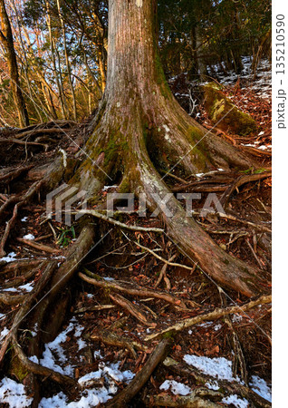 愛鷹山塊の越前岳　雪の山地に森の杉 135210590