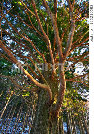 愛鷹山塊の黒岳　裾野市指定天然記念物　杉の大木 135210592