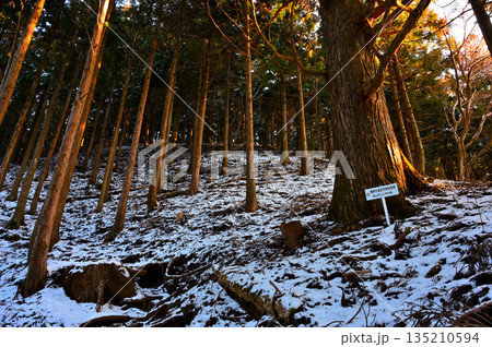 愛鷹山塊の黒岳　裾野市指定天然記念物　朝日照らす黒岳の自然杉の森 135210594