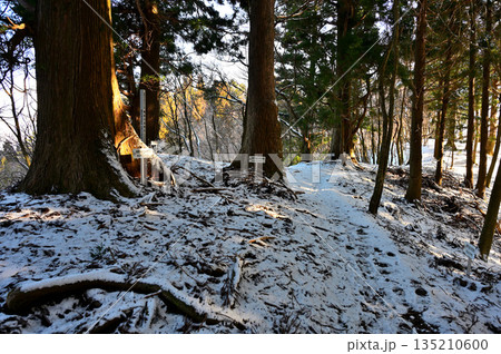 愛鷹山塊　黒岳の自然杉群落を通る雪積もる道 135210600