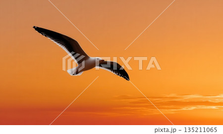 Seagull Flying Against a Vibrant Sunset Sky Seagull Flying Against a Vibrant Sunset Sky 135211065