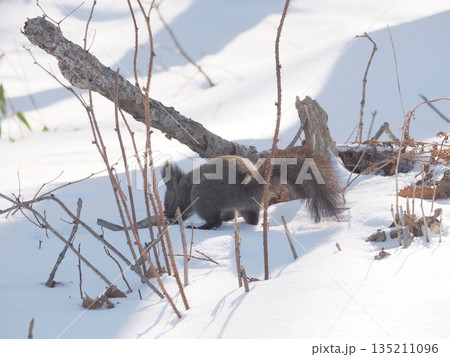 食べ物探しに忙しいエゾリス 135211096