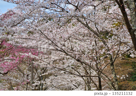 京都　哲学の道　美しい桜（京都府京都市左京区） 135211132