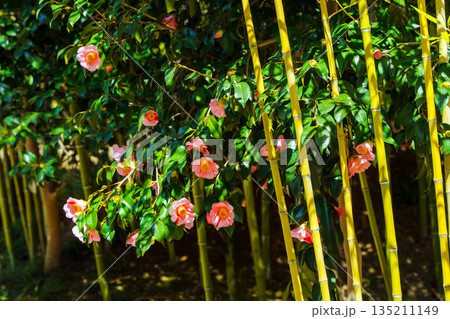 竹林に椿の花 135211149