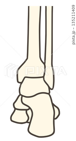足の骨格と足関節の後方 135211409