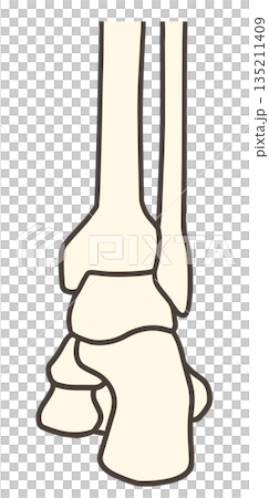 足の骨格と足関節の後方 135211409