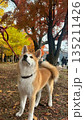 紅葉の中でお座りする秋田犬 135211426