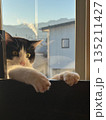 窓の外を眺める猫 135211427
