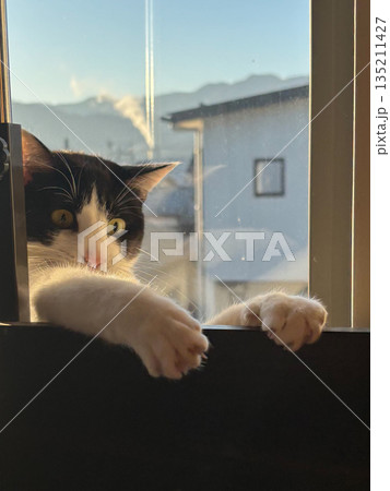 窓の外を眺める猫 135211427