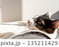 猫 135211429
