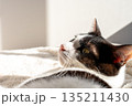 猫 135211430