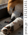 室内でくつろぐ秋田犬 135211431