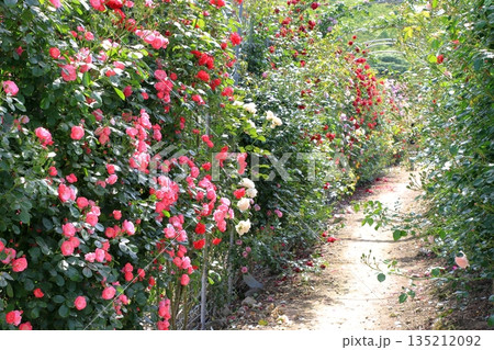 バラのアーチがある小道 135212092