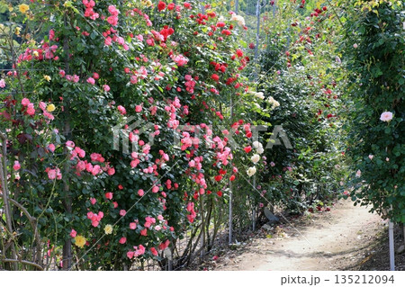 薔薇の壁 薔薇の壁 135212094