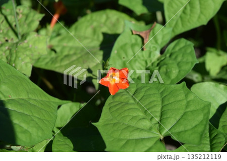 マルバルコウの赤い花 135212119