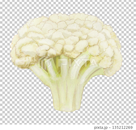 花椰菜例證 花椰菜例證 135212269
