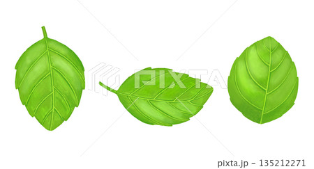 バジルの葉っぱのイラスト 135212271