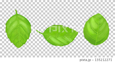 バジルの葉っぱのイラスト 135212271