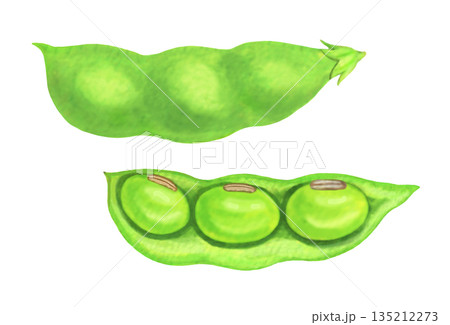 大豆のイラスト 大豆のイラスト 135212273