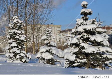 Snow-covered fir trees in a city park in Moscow, Russia 135212334
