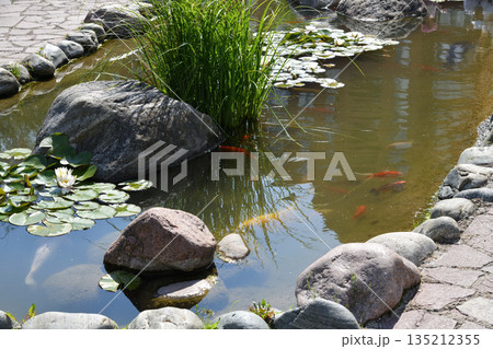 Colorful koi carp in a pond with water lilies Colorful koi carp in a pond with water lilies 135212355