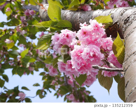 可愛い八重桜 可愛い八重桜 135212359