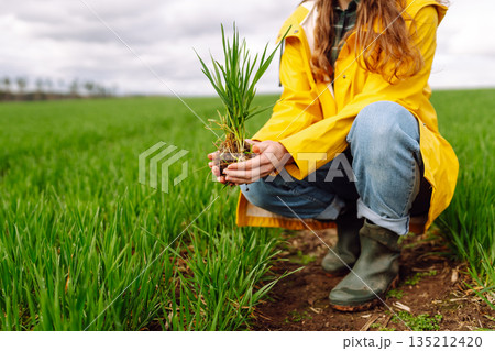 Farmer woman works in field, inspects the crop green wheat. Growing crops, green shoots. 135212420