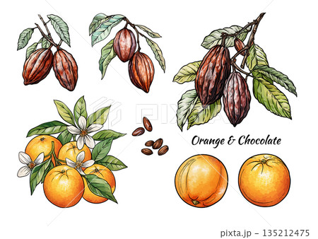 Oranges and chocolate cacao botanical set. 135212475