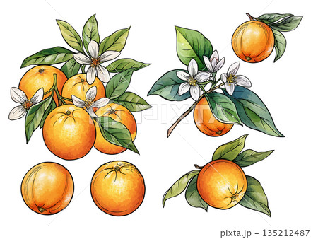 Orange branch set botanical illustration 135212487