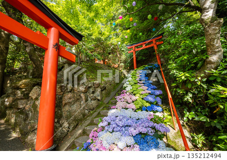 京都府 紫陽花咲く柳谷観音 楊谷寺 京都府 紫陽花咲く柳谷観音 楊谷寺 135212494