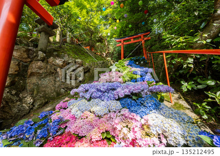京都府　紫陽花咲く柳谷観音 楊谷寺 135212495